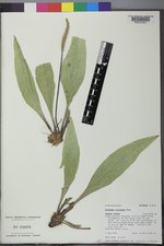 Plantago eriopoda image