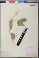 Echinocystis lobata image