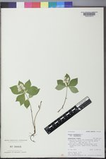 Cornus canadensis image