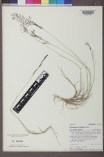 Muhlenbergia pungens image