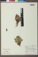 Echinocereus viridiflorus image