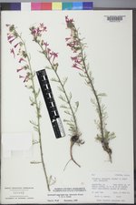 Ipomopsis aggregata subsp. attenuata image