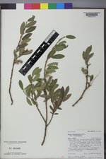 Salix brachycarpa var. brachycarpa image