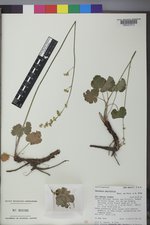 Heuchera parvifolia image