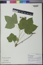 Rubus parviflorus var. parviflorus image