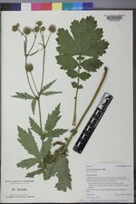 Geum macrophyllum image