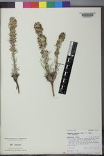 Ipomopsis spicata var. spicata image