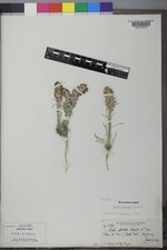 Ipomopsis spicata var. spicata image
