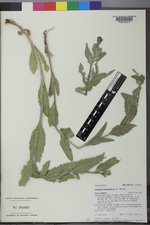 Verbena macdougalii image