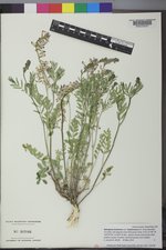 Astragalus bisulcatus var. haydenianus image