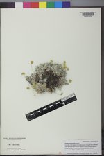 Eriogonum acaule image