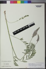 Onobrychis viciifolia image