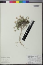 Ipomopsis crebrifolia image