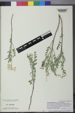 Astragalus pattersonii image