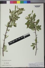 Crataegus douglasii image