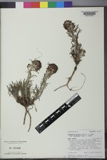 Ipomopsis spicata subsp. capitata image