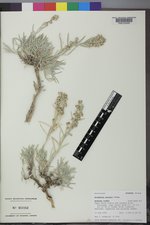 Artemisia porteri image