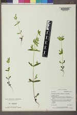 Gentianella amarella subsp. acuta image