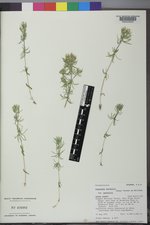 Linanthus nuttallii subsp. nuttallii image
