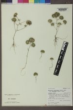 Navarretia intertexta subsp. propinqua image