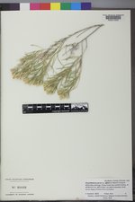 Ericameria parryi var. affinis image