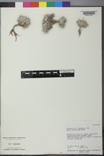 Phlox muscoides image