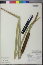 Typha ×glauca image