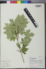 Acer grandidentatum var. grandidentatum image