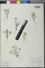 Phlox gracilis subsp. humilis image