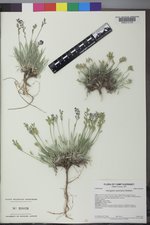 Astragalus spatulatus image