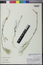 Thelypodiopsis elegans image