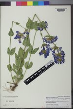 Penstemon cyananthus image