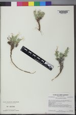 Phlox alyssifolia image