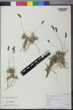 Bouteloua gracilis image