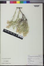Ericameria parryi var. howardii image