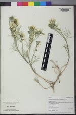 Astragalus pectinatus image