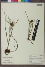 Sparganium angustifolium image