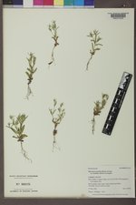 Phlox gracilis subsp. humilis image