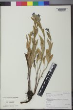 Mertensia ciliata image