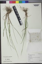 Elymus elymoides var. elymoides image