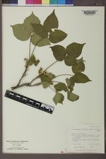 Toxicodendron rydbergii image