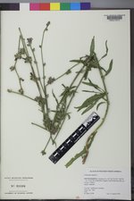 Cichorium intybus image
