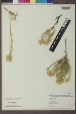 Ericameria parryi var. howardii image