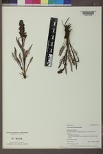 Pedicularis groenlandica image