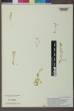 Floerkea proserpinacoides image