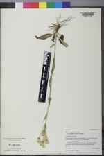 Senecio integerrimus image