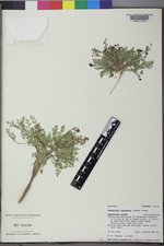 Cymopterus lapidosus image