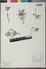 Cymopterus lapidosus image