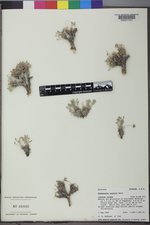 Cymopterus nivalis image