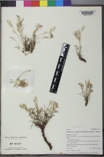 Cymopterus sessiliflorus image